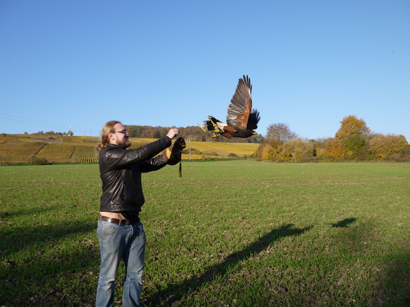 Libre Maquis - Promenade avec Rapaces -Belval-sous-Chatillon