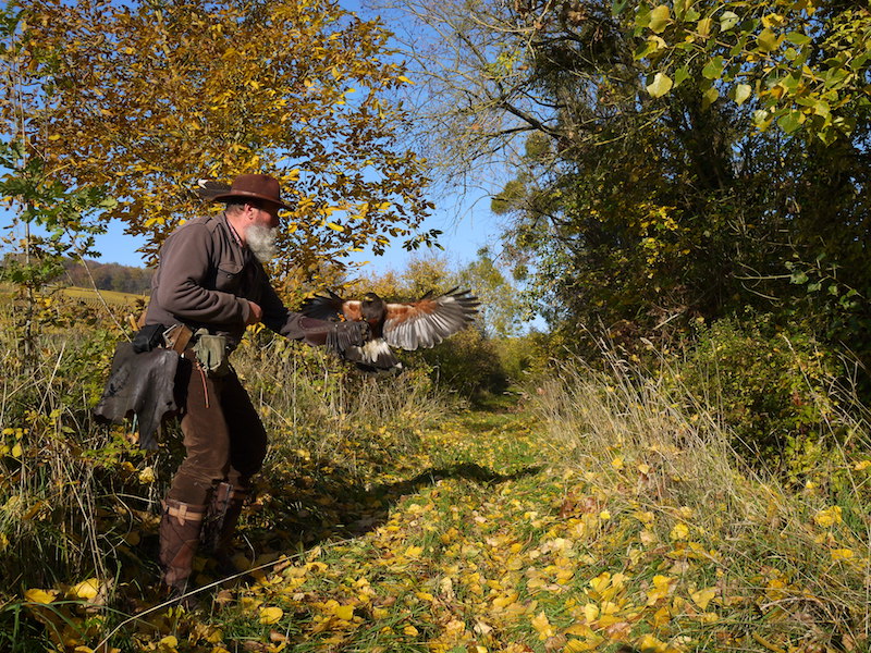 Libre Maquis - Promenade avec Rapaces -Belval-sous-Chatillon