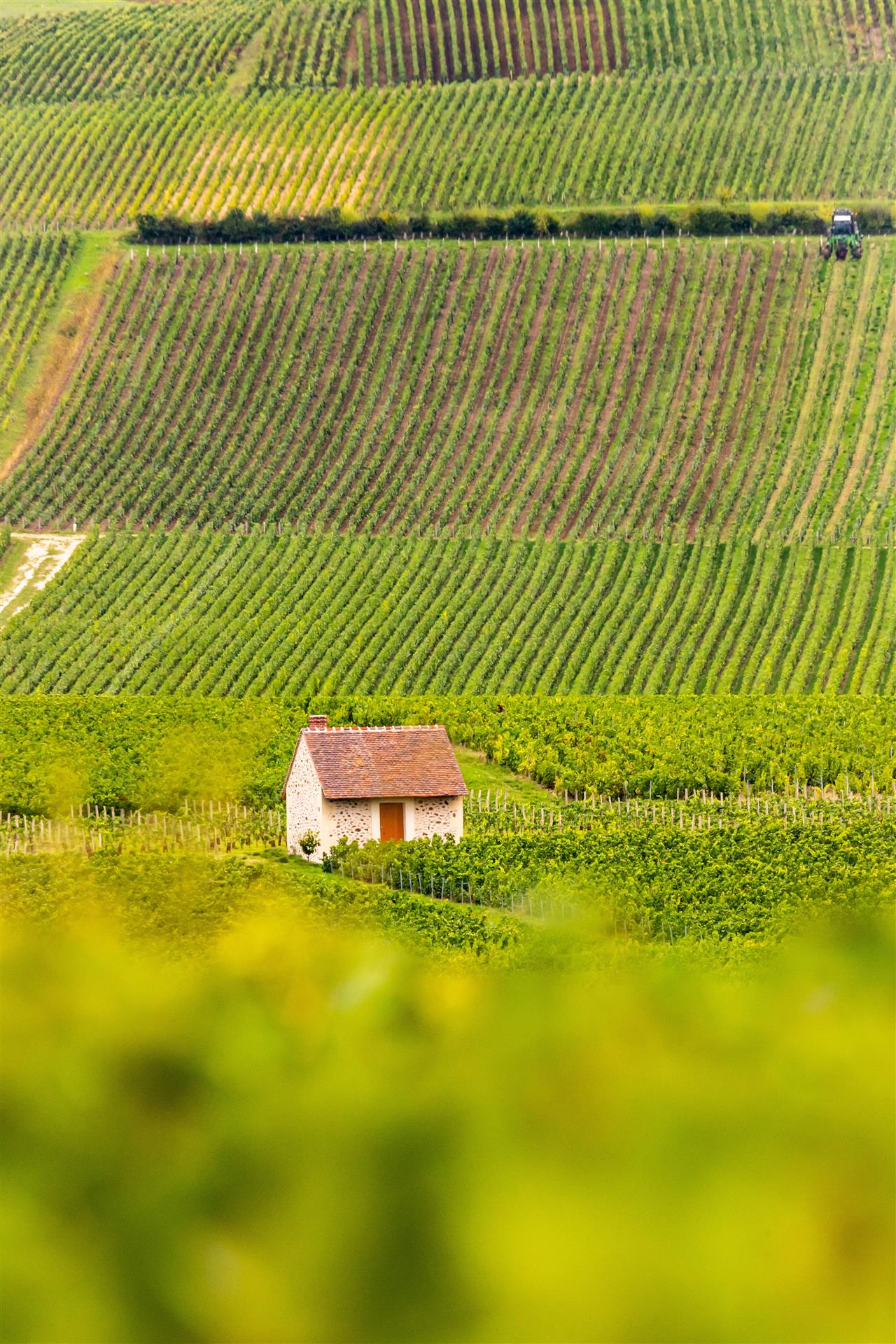 Loge-de-vignes-Ambonnay--2--min