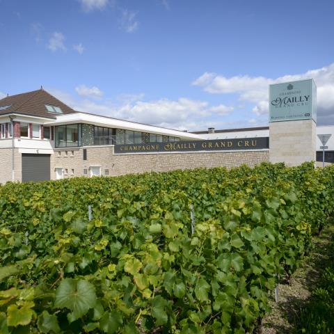 Mailly_grand_cru-© Fred Laures