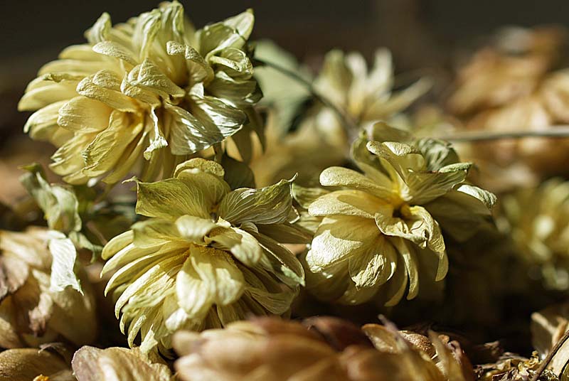 LA MAISON DU HOUBLON, Rivière-les-Fosses - photo 6