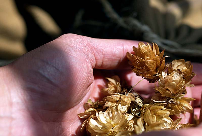 LA MAISON DU HOUBLON, Rivière-les-Fosses - photo 8