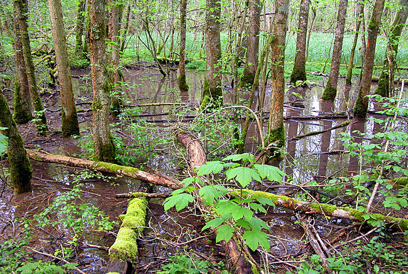 Marais de Pré Vacher et bois du Val Saint-Martin