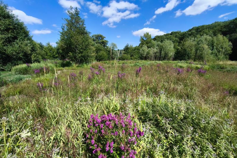 Marais du ruisseau de Vanosse