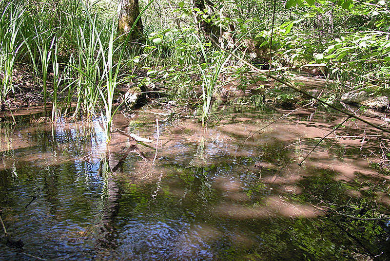 Marais tufeux de Belvau