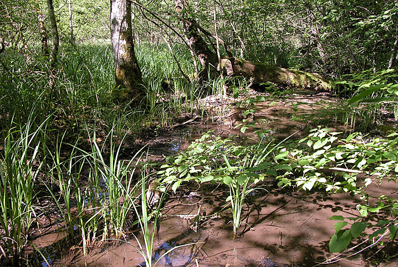Marais tufeux de Belvau, Villars-Santenoge - photo 2