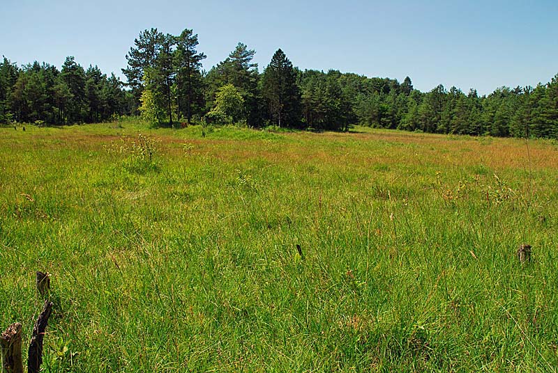 MARAIS DE ROSIERE, Aprey - photo 2