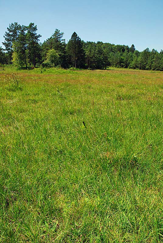 MARAIS DE ROSIERE, Aprey - photo 4