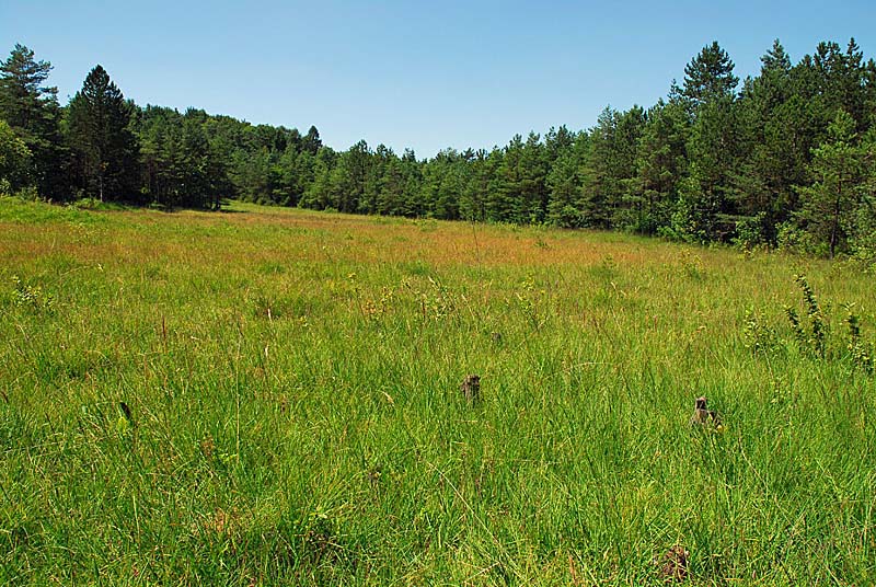 MARAIS DE ROSIERE, Aprey - photo 3