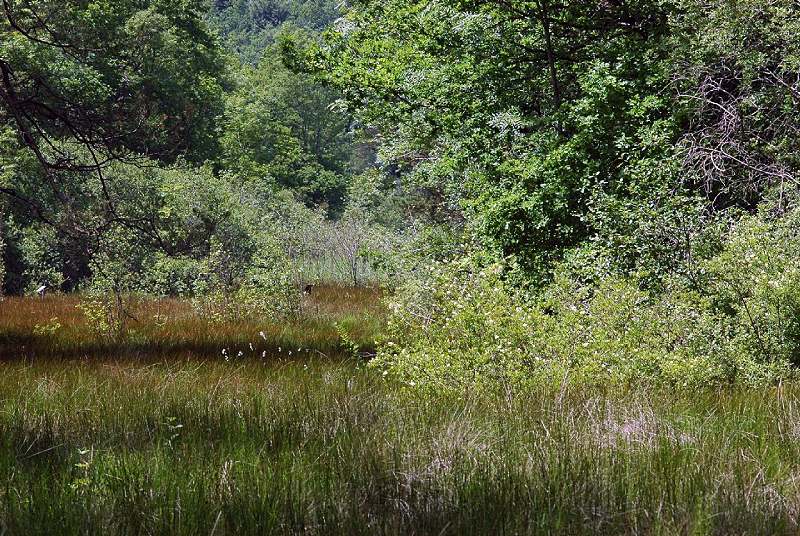 Marais et pelouses de la Rache et du Vau