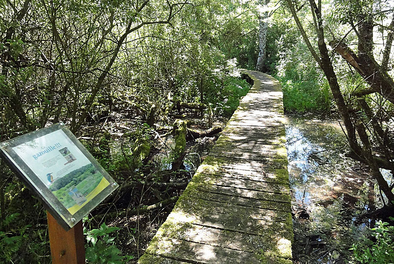 MARAIS DES GRANDS PRES A SAUCOURT-SUR-ROGNON