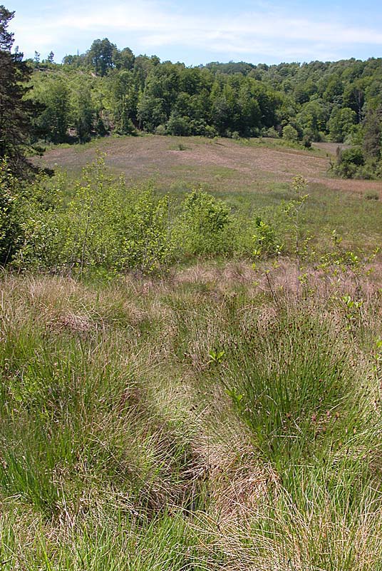 LE MARAIS VAUCHER, Germaines - photo 4