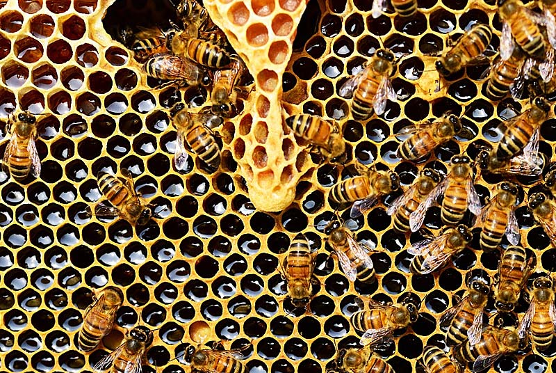 LA MAISON DES ABEILLES DE MAXIME - MIEL D'APICULTEUR