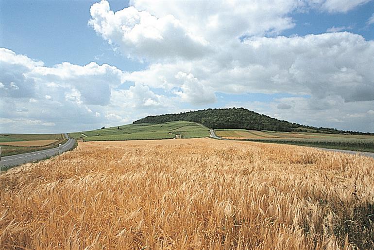 Mont Aime - Bergères les Vertus©G. Fleuri-Coll. ADT Marne2