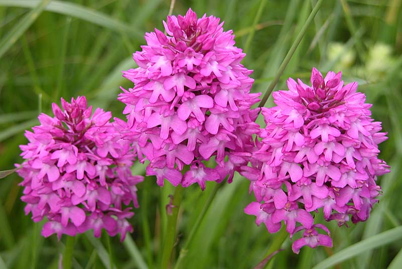 PELOUSE DE LA COTE DU MOULIN