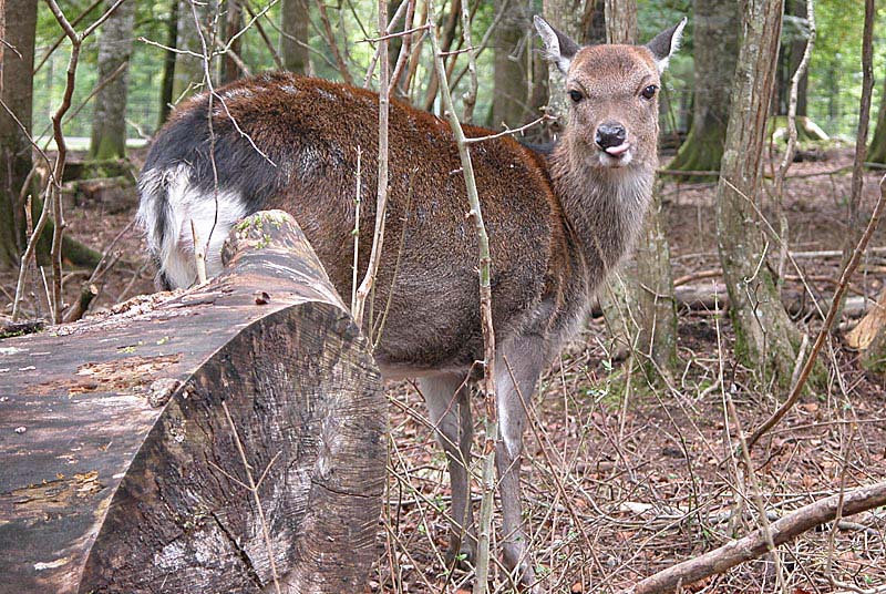 ENCLOS A GIBIER - PARC DE VISION, Auberive - photo 2