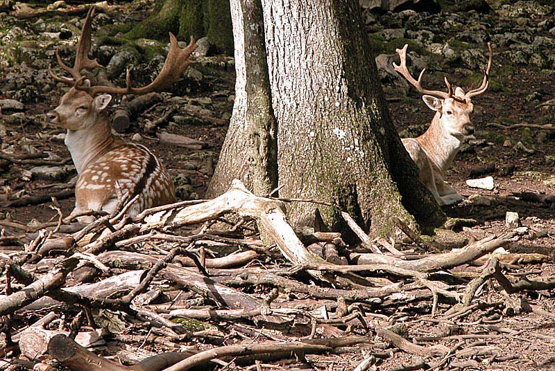 ENCLOS A GIBIER - PARC DE VISION, Auberive - photo 4