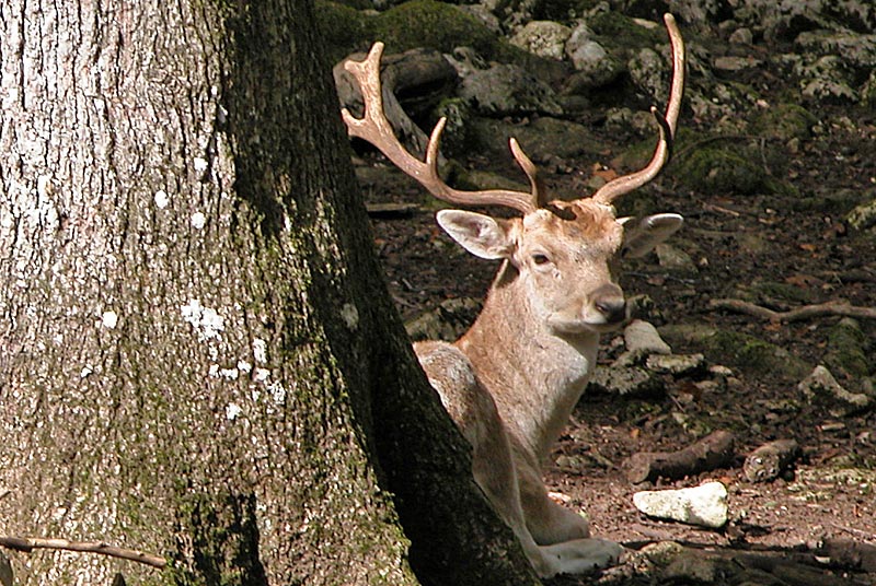 ENCLOS A GIBIER - PARC DE VISION