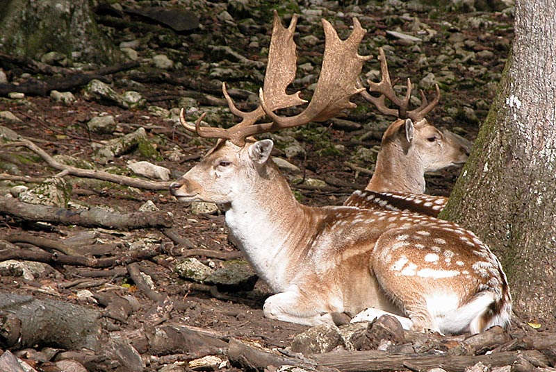 ENCLOS A GIBIER - PARC DE VISION, Auberive