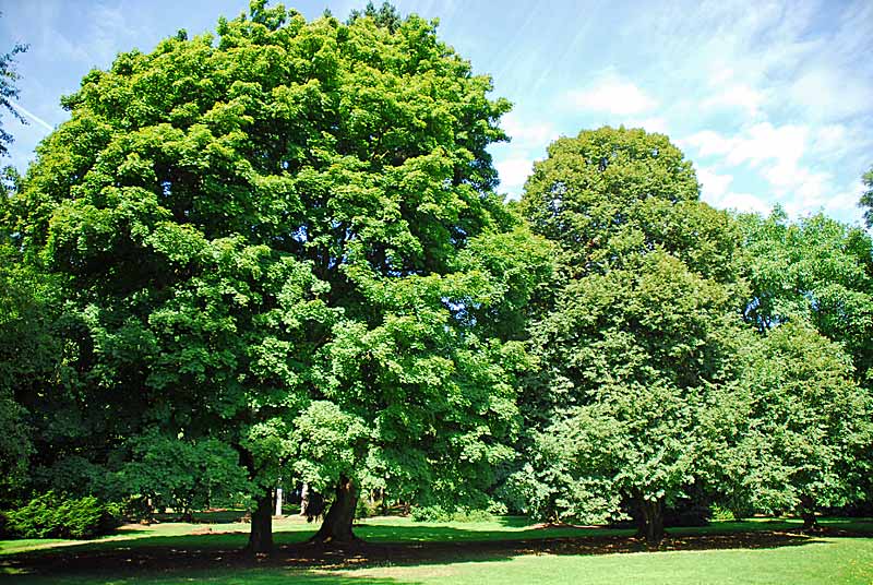 Parc du Chesnoy