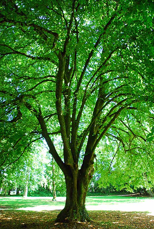Parc du Chesnoy, Val-de-Meuse - photo 6