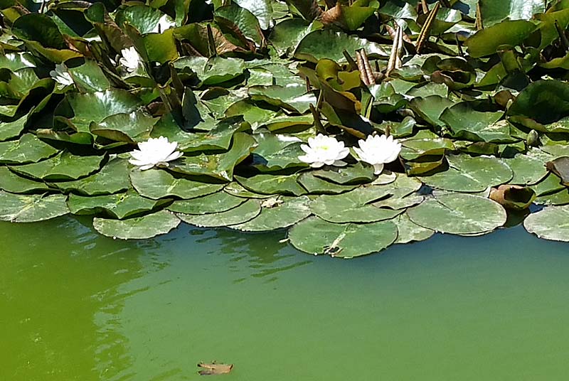 PARC ET JARDINS DU CHATEAU D'OUGE, Ouge - photo 7