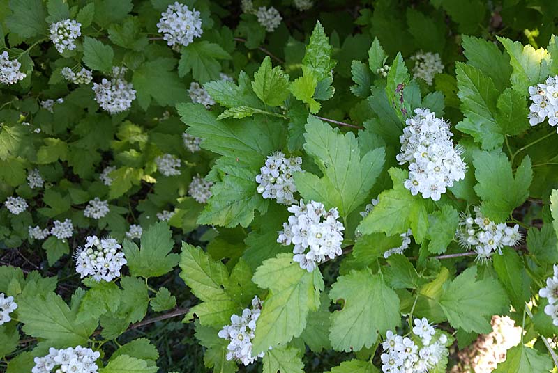 PARC ET JARDINS DU CHATEAU D'OUGE, Ouge - photo 2