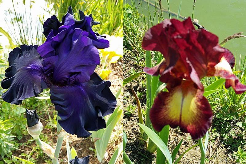 PARC ET JARDINS DU CHATEAU D'OUGE, Ouge - photo 9