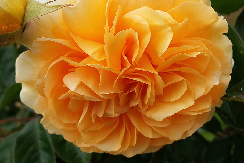 PARC ET JARDINS DU CHATEAU D'OUGE, Ouge - photo 10