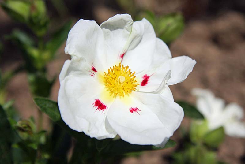 PARC FLORAL DE MAIZIERES-SUR-AMANCE