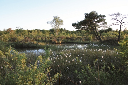 Patis Oger et Mesnil sur Oger