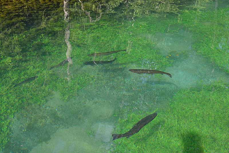 LA COMBE DES EAUX BLEUES, Ecot-la-Combe - photo 2
