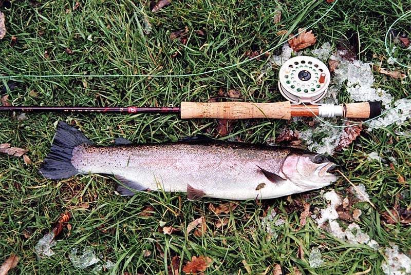 Pêche avec l'épinoche langroise