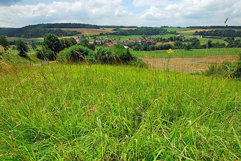 PELOUSE CALCAIRE DE LA BOSSE, Rochetaillée - photo 6