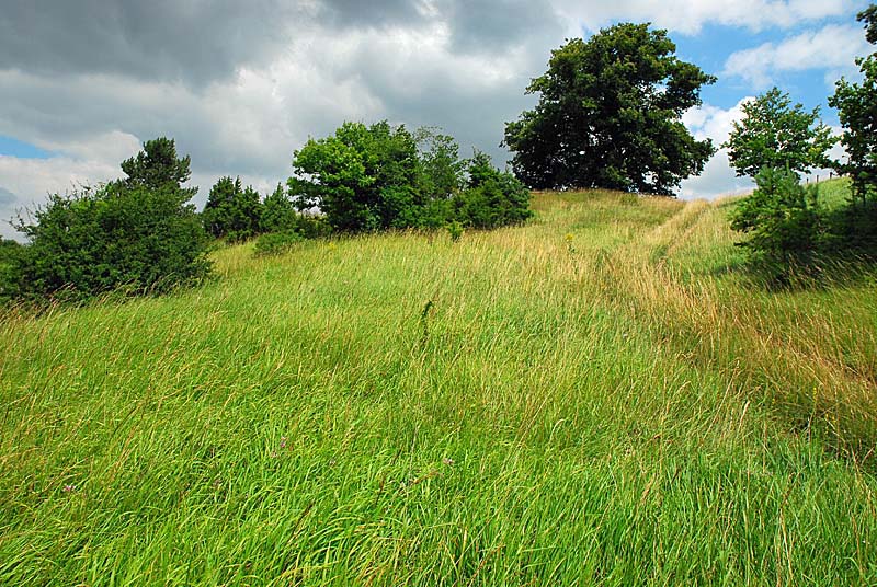 PELOUSE CALCAIRE DE LA BOSSE, Rochetaillée - photo 7