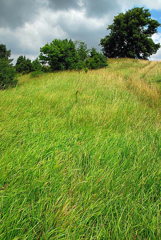 PELOUSE CALCAIRE DE LA BOSSE, Rochetaillée - photo 2