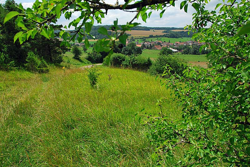 PELOUSE CALCAIRE DE LA BOSSE, Rochetaillée - photo 4