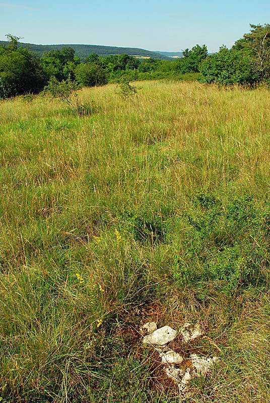 PELOUSE SECHE DE LA COMBE DU BAS DE LA FORÊT, Grenant