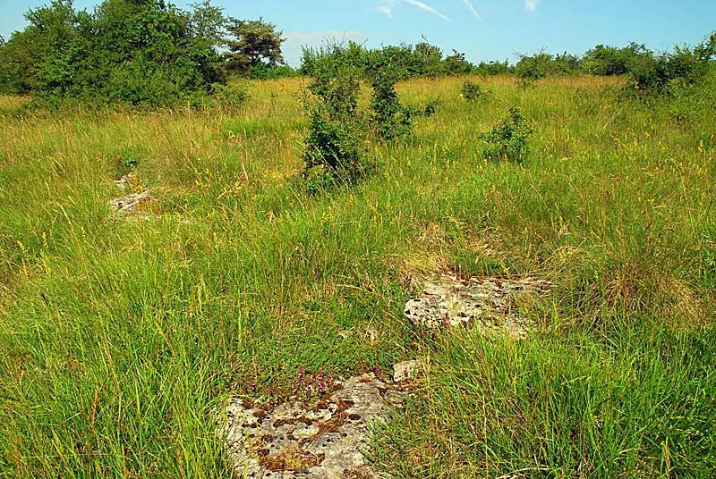 PELOUSE SECHE DE LA COMBE DU BAS DE LA FORÊT