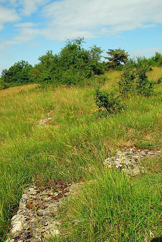 PELOUSE SECHE DE LA COMBE DU BAS DE LA FORÊT, Grenant - photo 3
