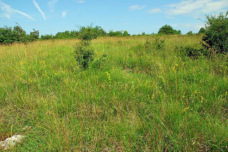 PELOUSE SECHE DE LA COMBE DU BAS DE LA FORÊT, Grenant - photo 4