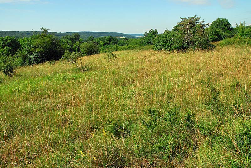 PELOUSE SECHE DE LA COMBE DU BAS DE LA FORÊT, Grenant - photo 5