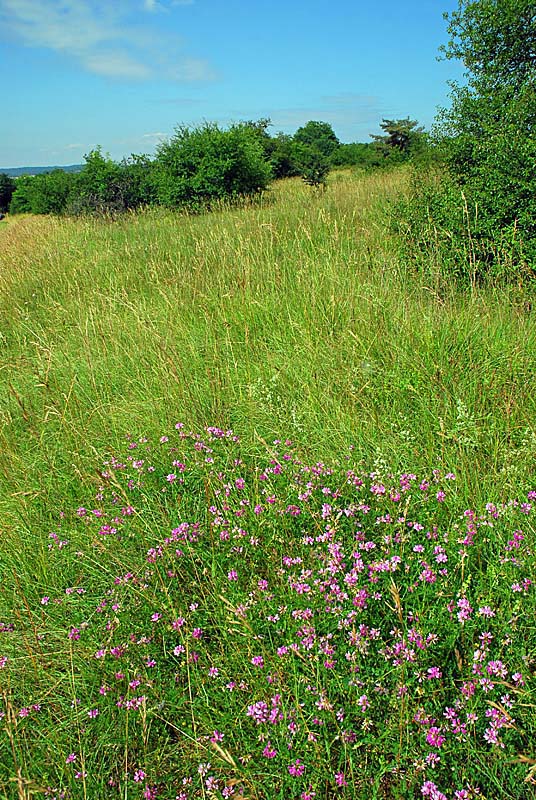 PELOUSE SECHE DE LA COMBE DU BAS DE LA FORÊT, Grenant - photo 6