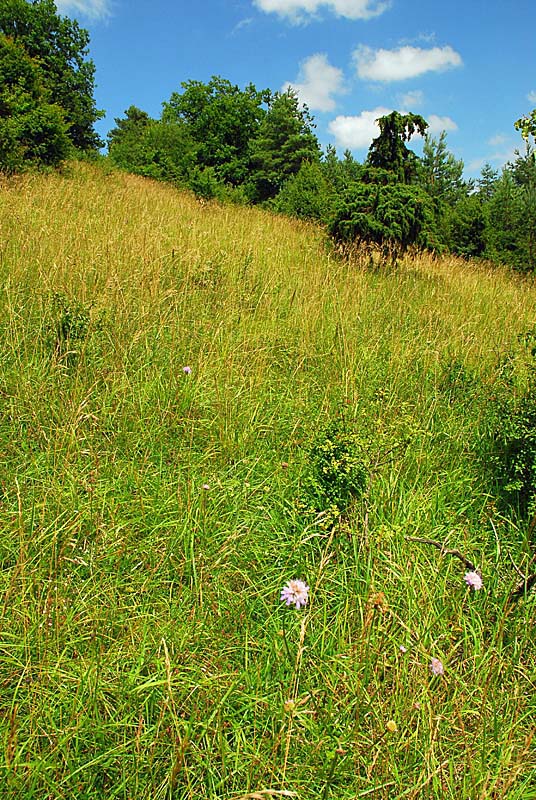 MARAIS ET PELOUSES DE LA COTE AUX CANNES, Ternat - photo 3