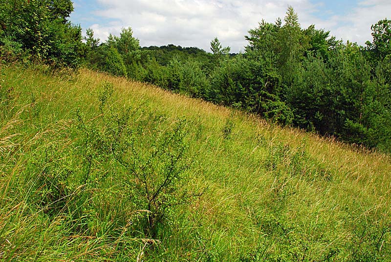 MARAIS ET PELOUSES DE LA COTE AUX CANNES, Ternat - photo 7