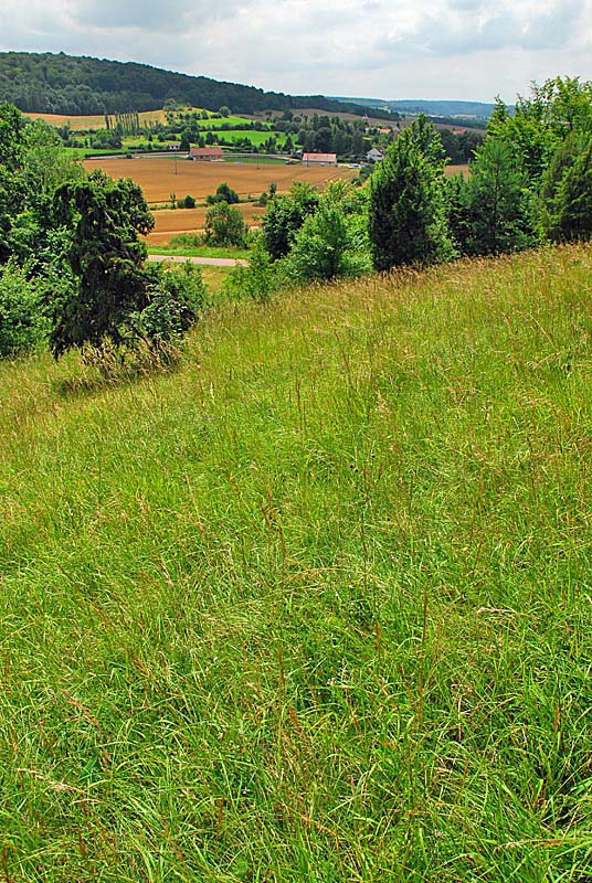 MARAIS ET PELOUSES DE LA COTE AUX CANNES, Ternat - photo 4