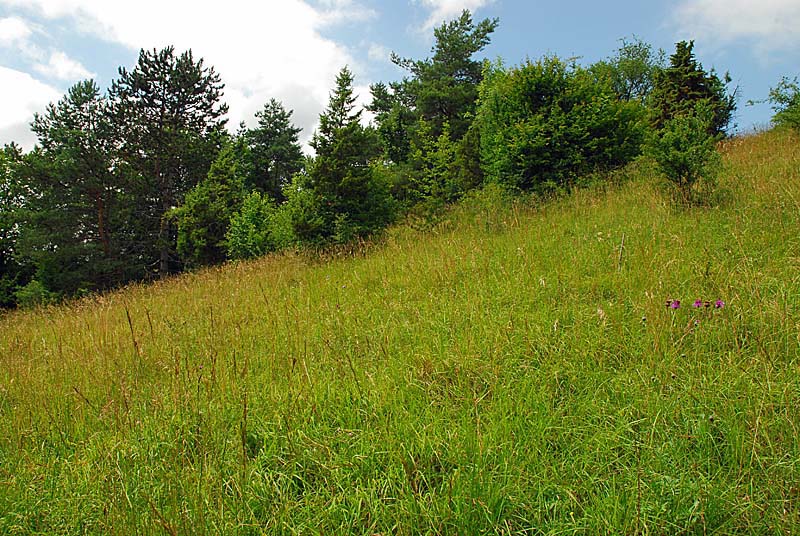MARAIS ET PELOUSES DE LA COTE AUX CANNES, Ternat