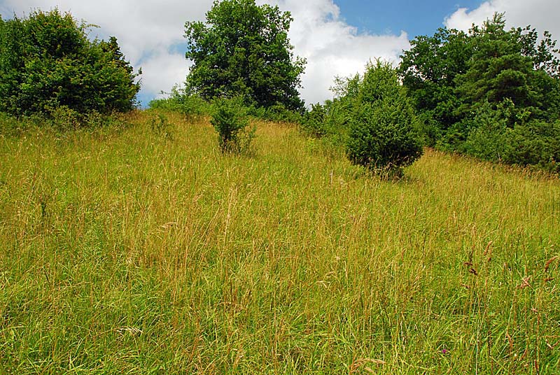 MARAIS ET PELOUSES DE LA COTE AUX CANNES, Ternat - photo 2