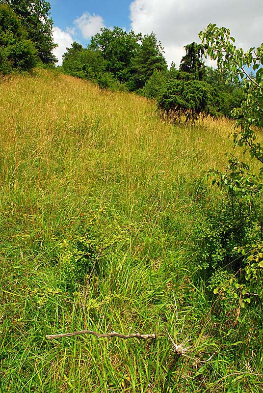 MARAIS ET PELOUSES DE LA COTE AUX CANNES, Ternat - photo 5