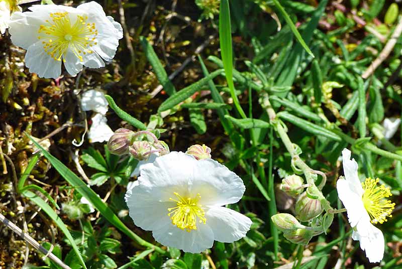 PELOUSE SECHE DE LA COMBE DE MAATZ, Chassigny - photo 2